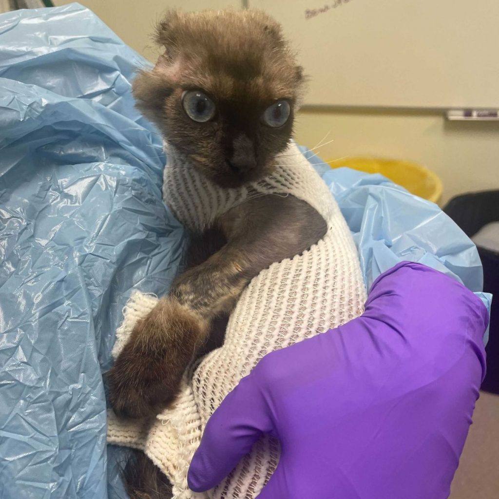 kitten in a woman's arms wrapped in a bandage