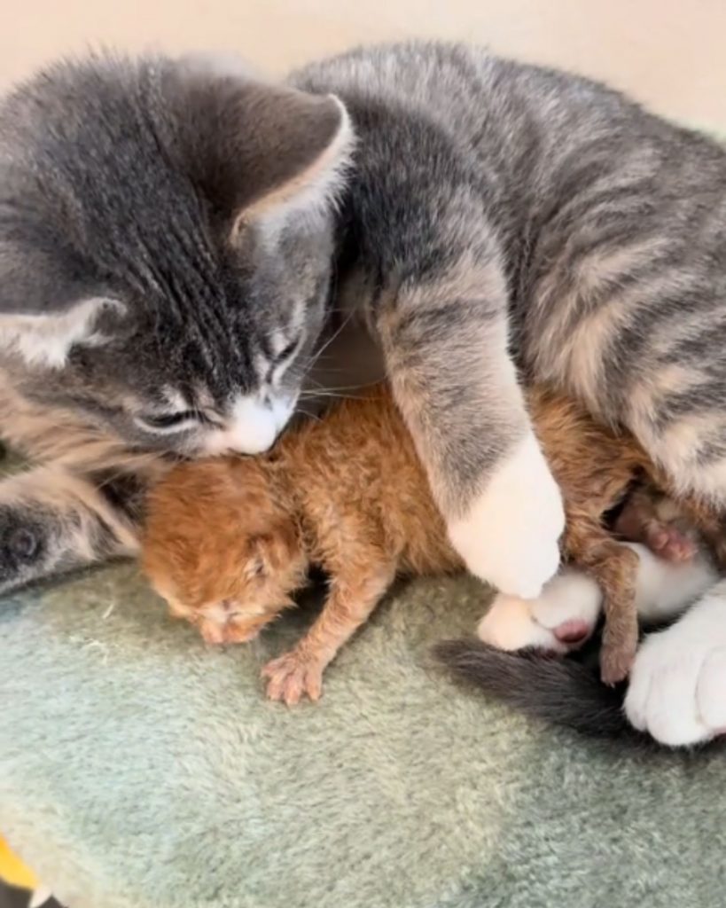 kitten in the arms of its mother cat