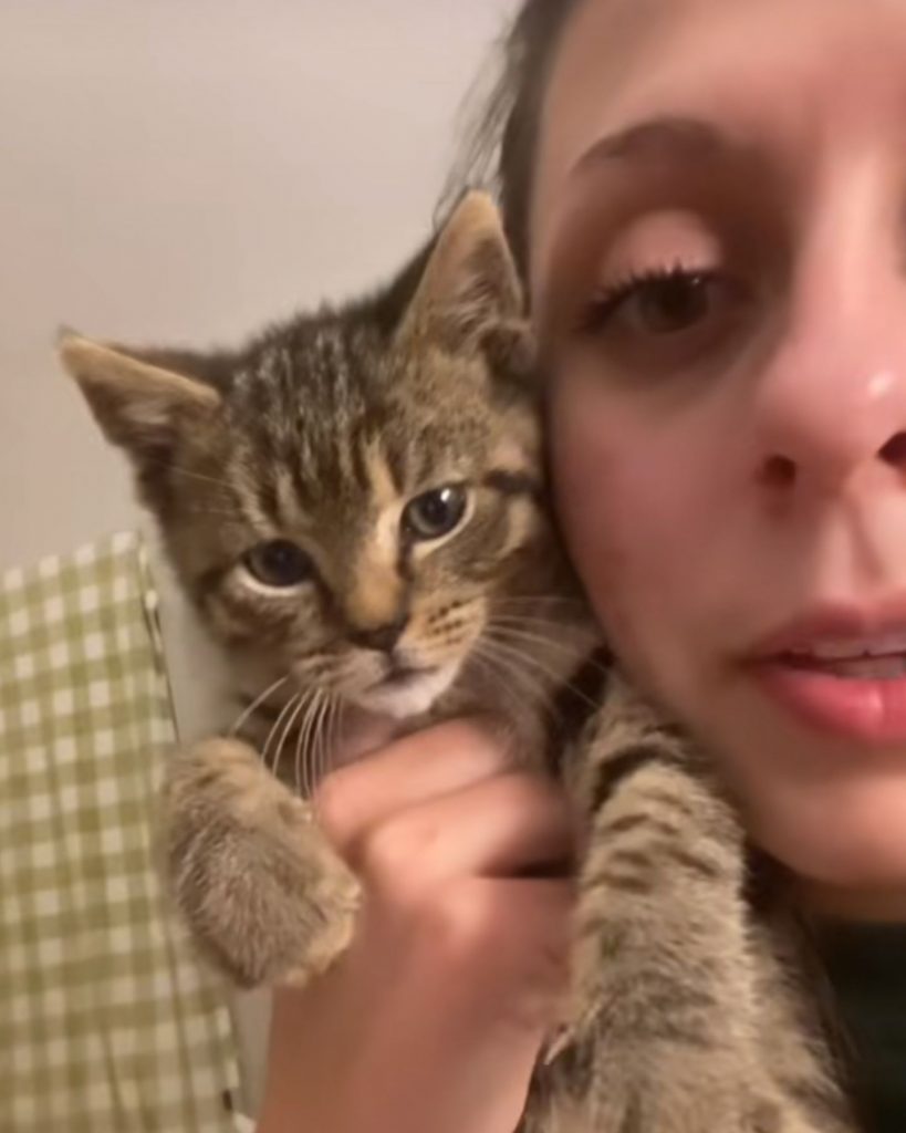 kitten in woman's hands