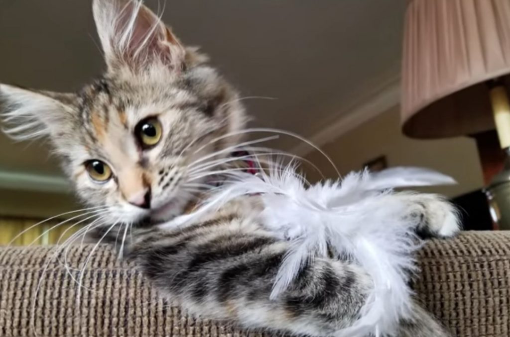 kitten leaning on a chair