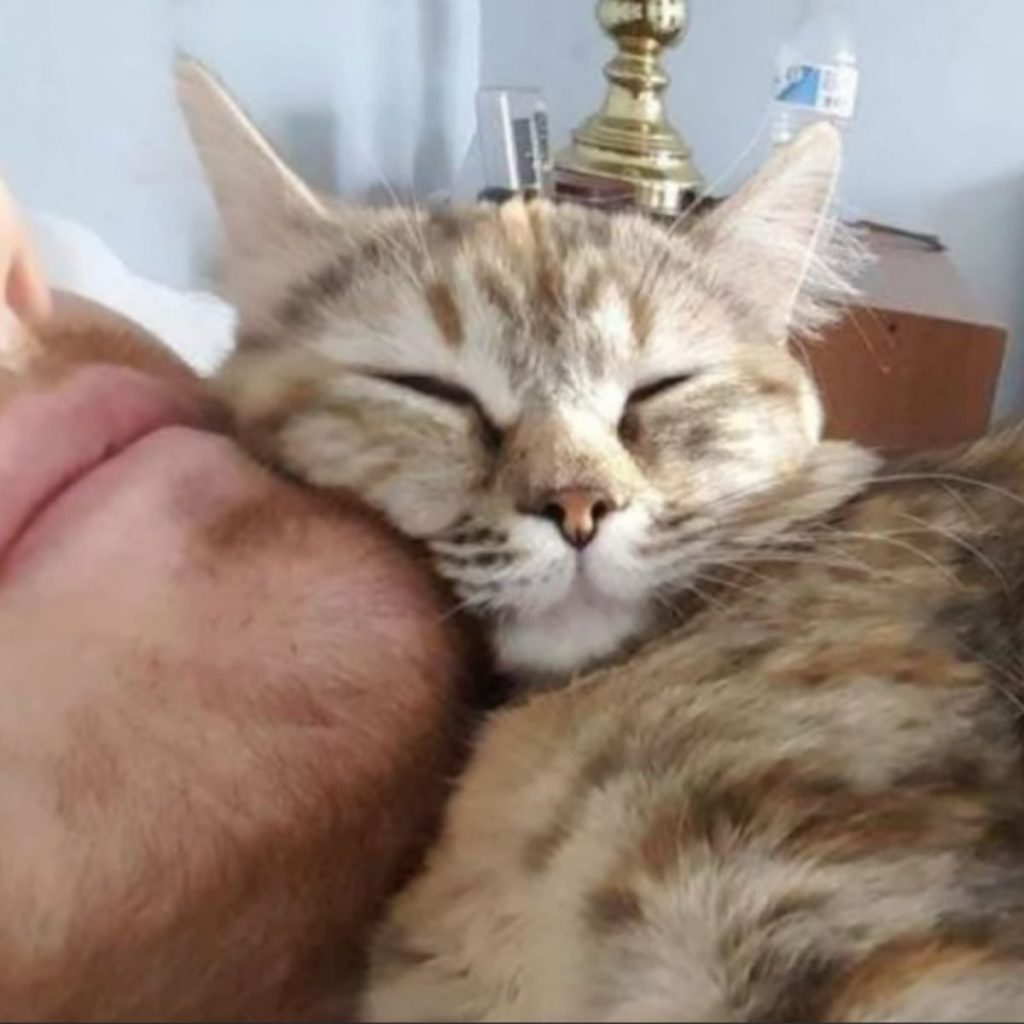 kitten leaning on man's chin