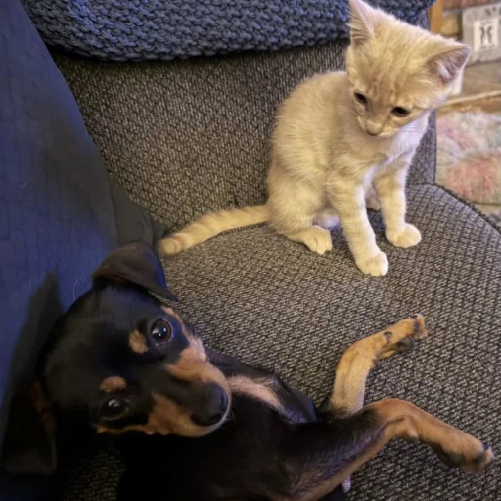 kitten sitting on the couch looking at the dog