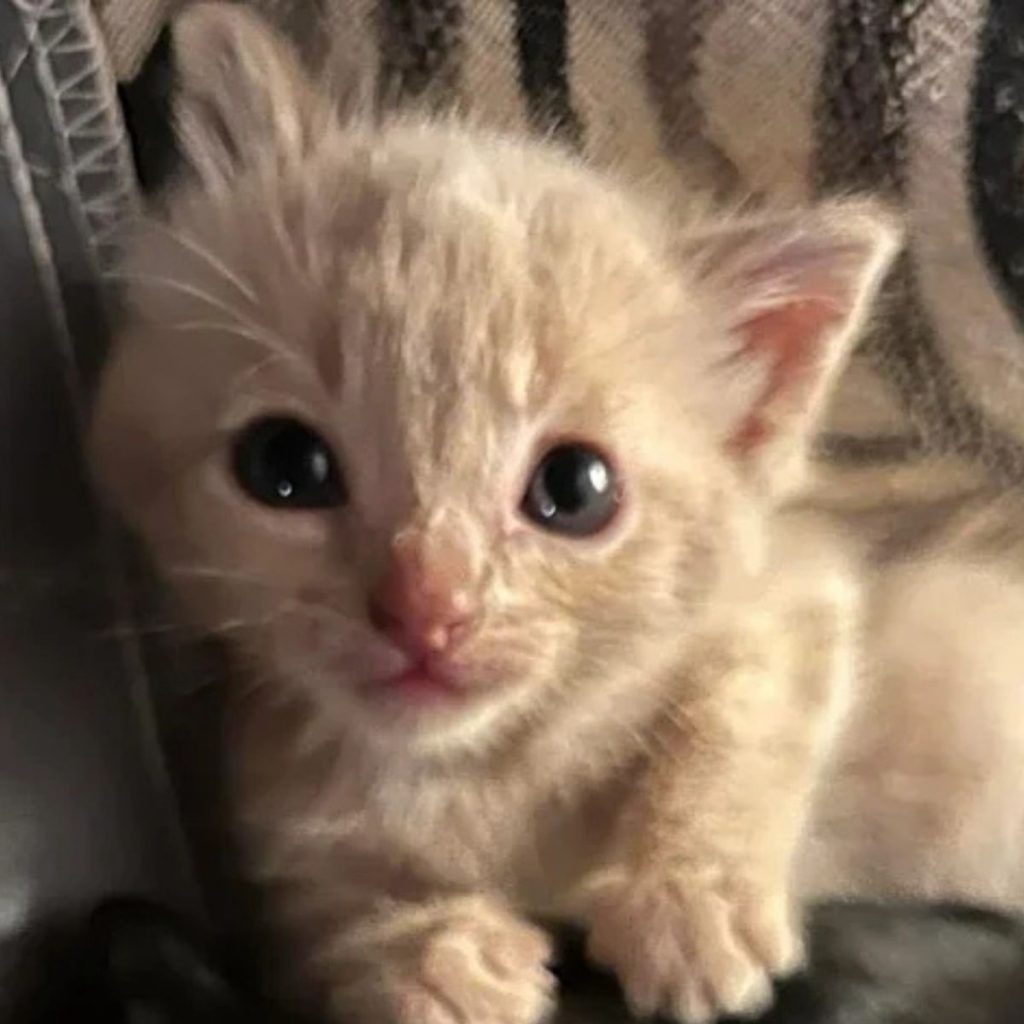 kitten with big black eyes