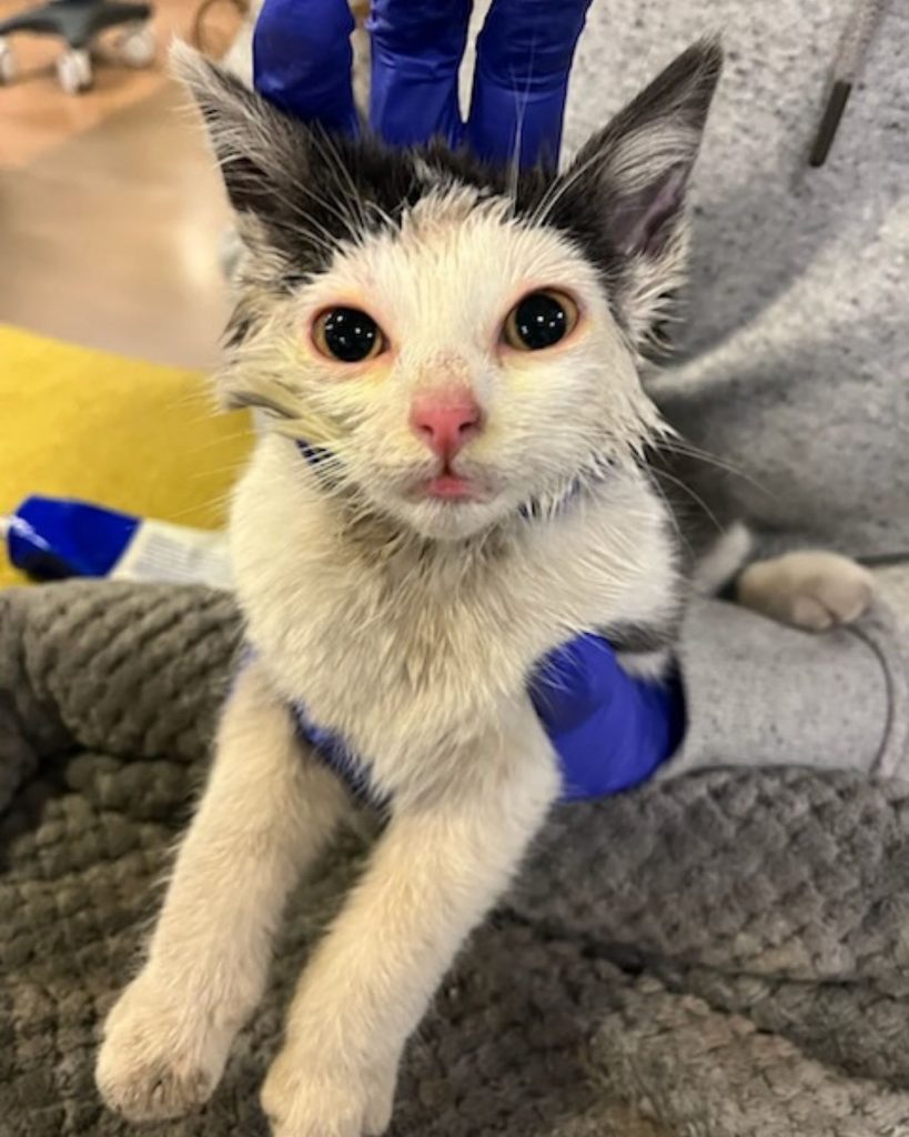 kitten with big black eyes