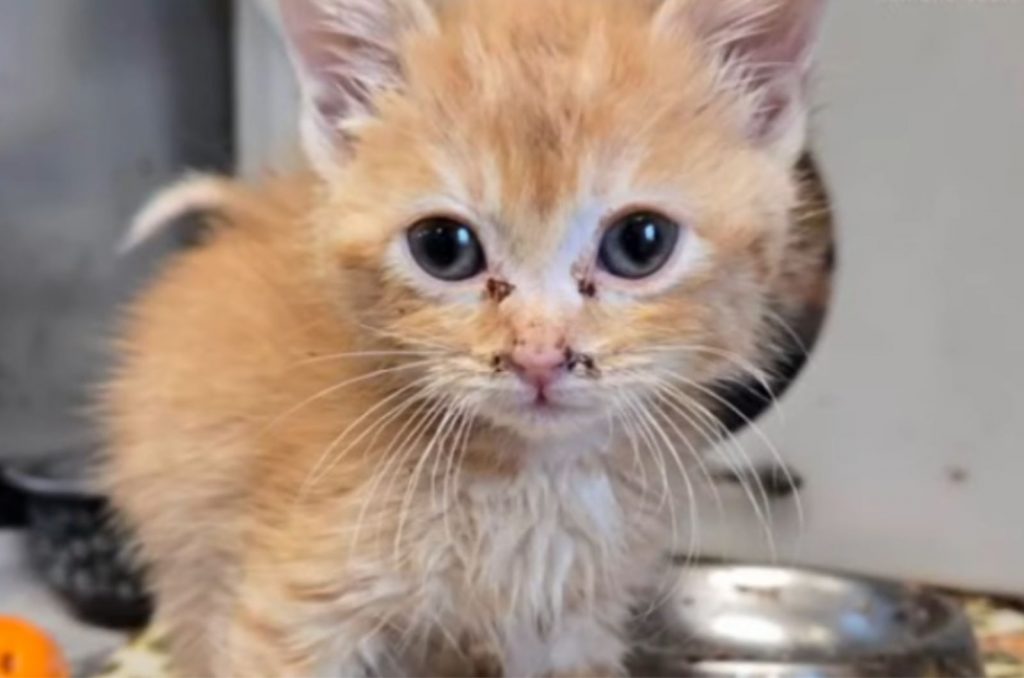 kitten with scabs on its face