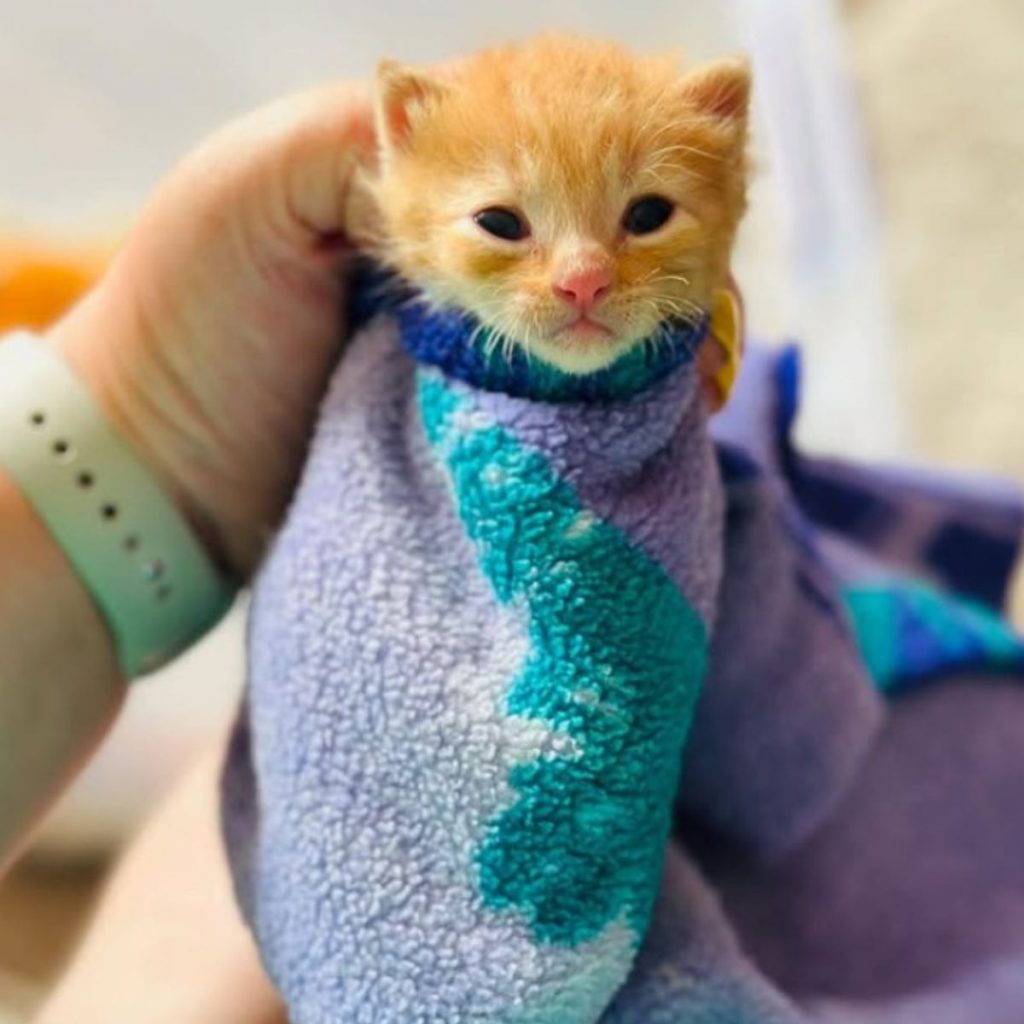 kitten wrapped in a blanket