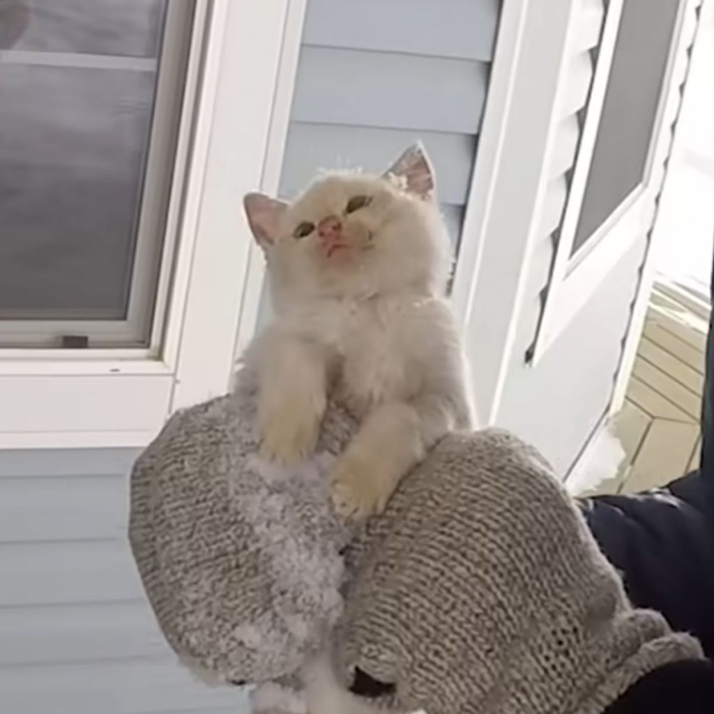 lifeless frozen kitten in a man's hands