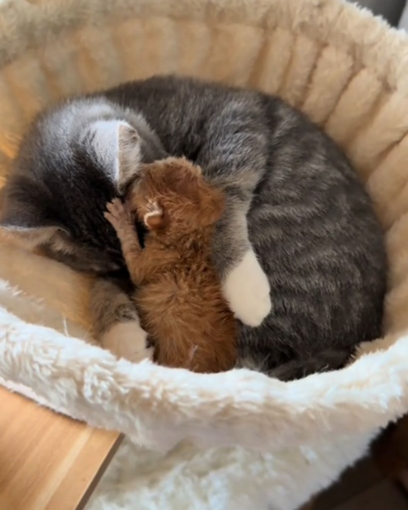 little kitten sleeping on mommy cat