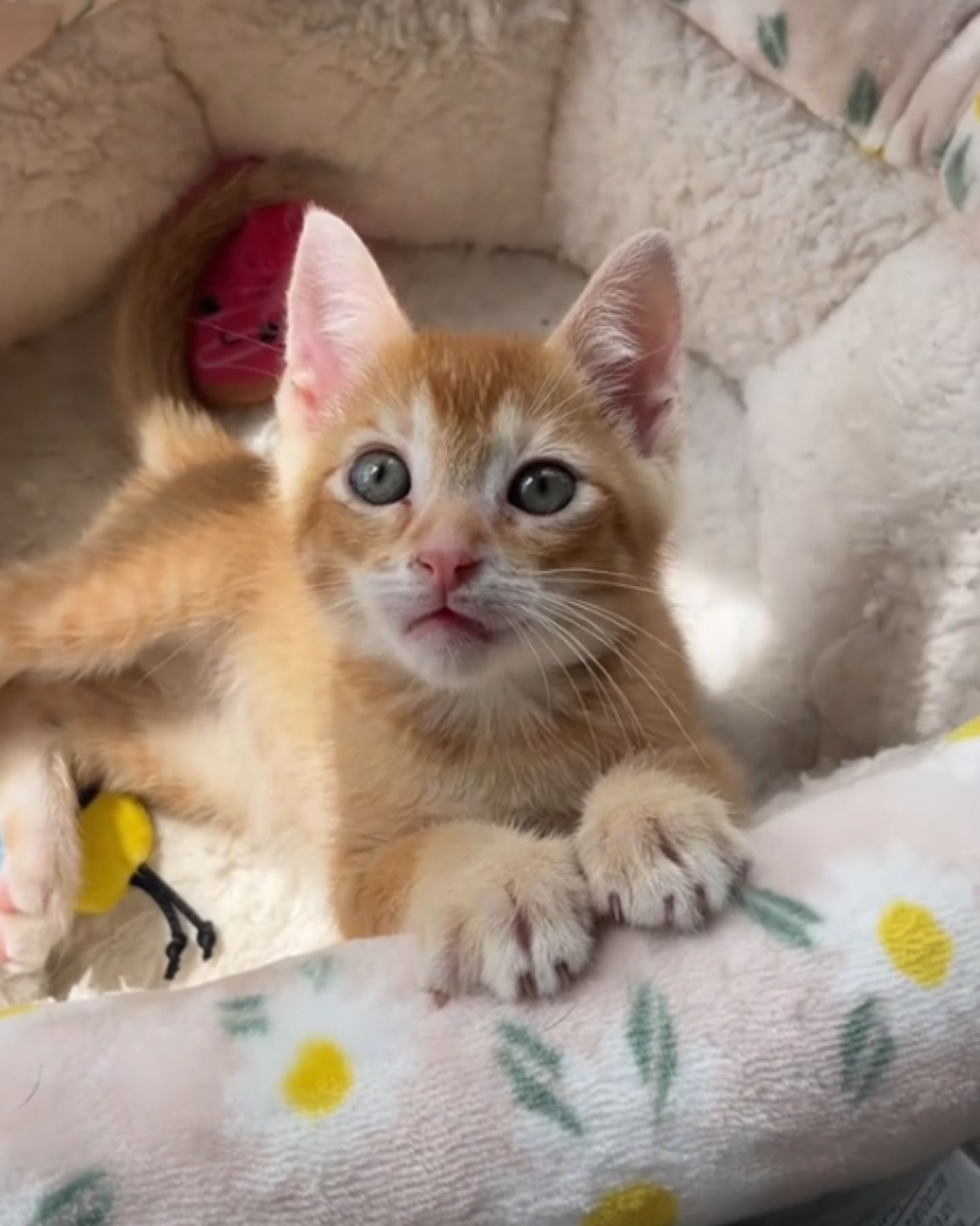 little kitten standing in her bed