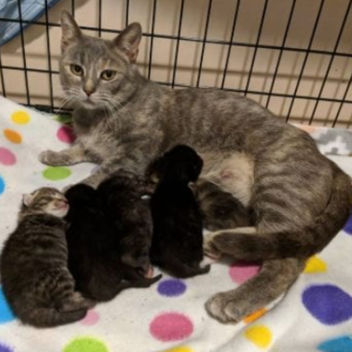 mama cat breastfeeding her babies