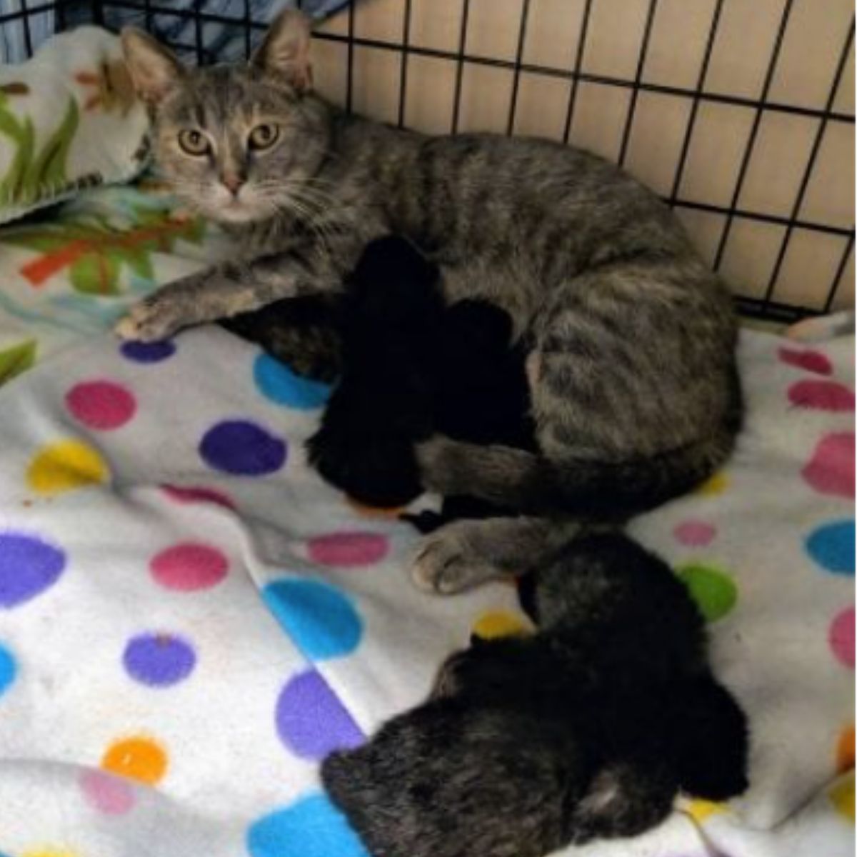 mama cat with her babies in cage