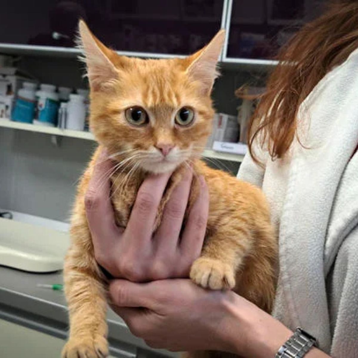 man holding a hero kitten