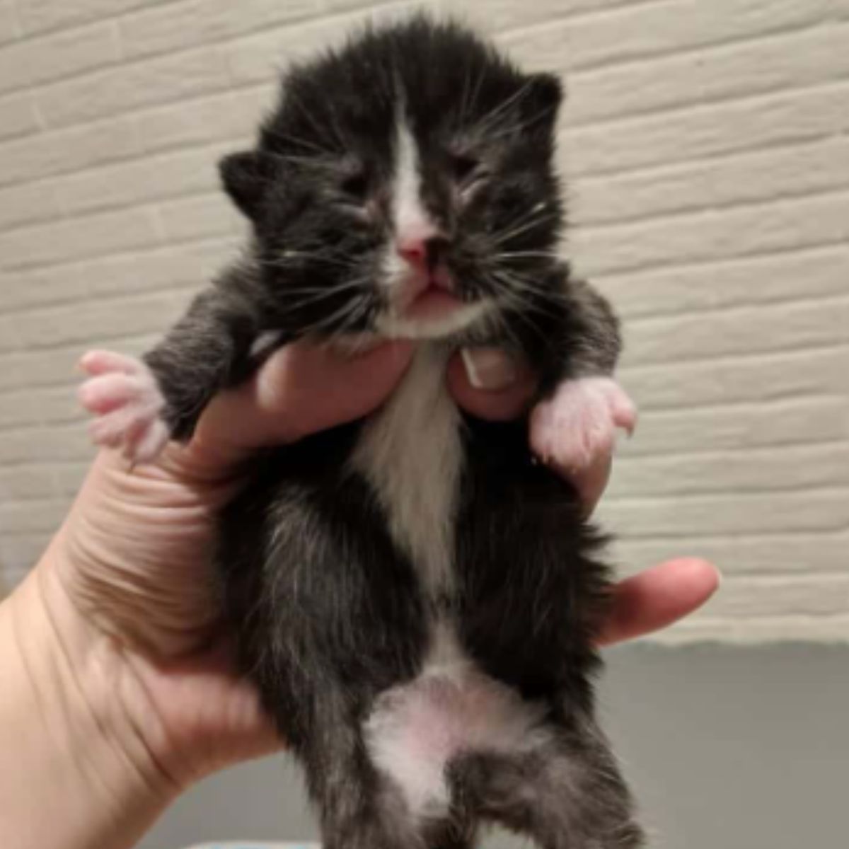 newborn kitten being held by woman