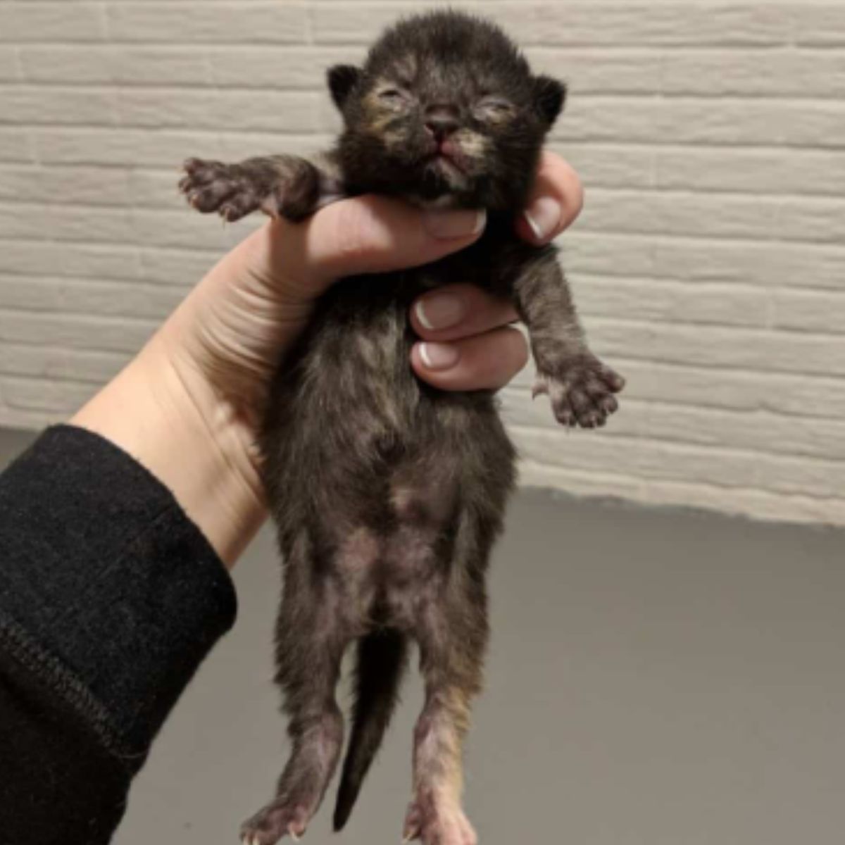 newborn kitten in womans hand