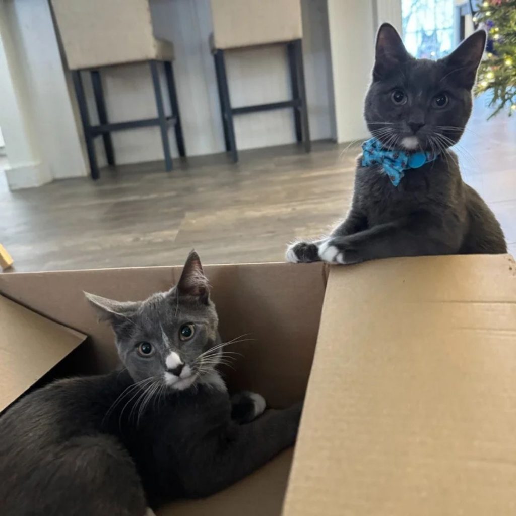 one kitten in a cardboard box, the other leaning against it