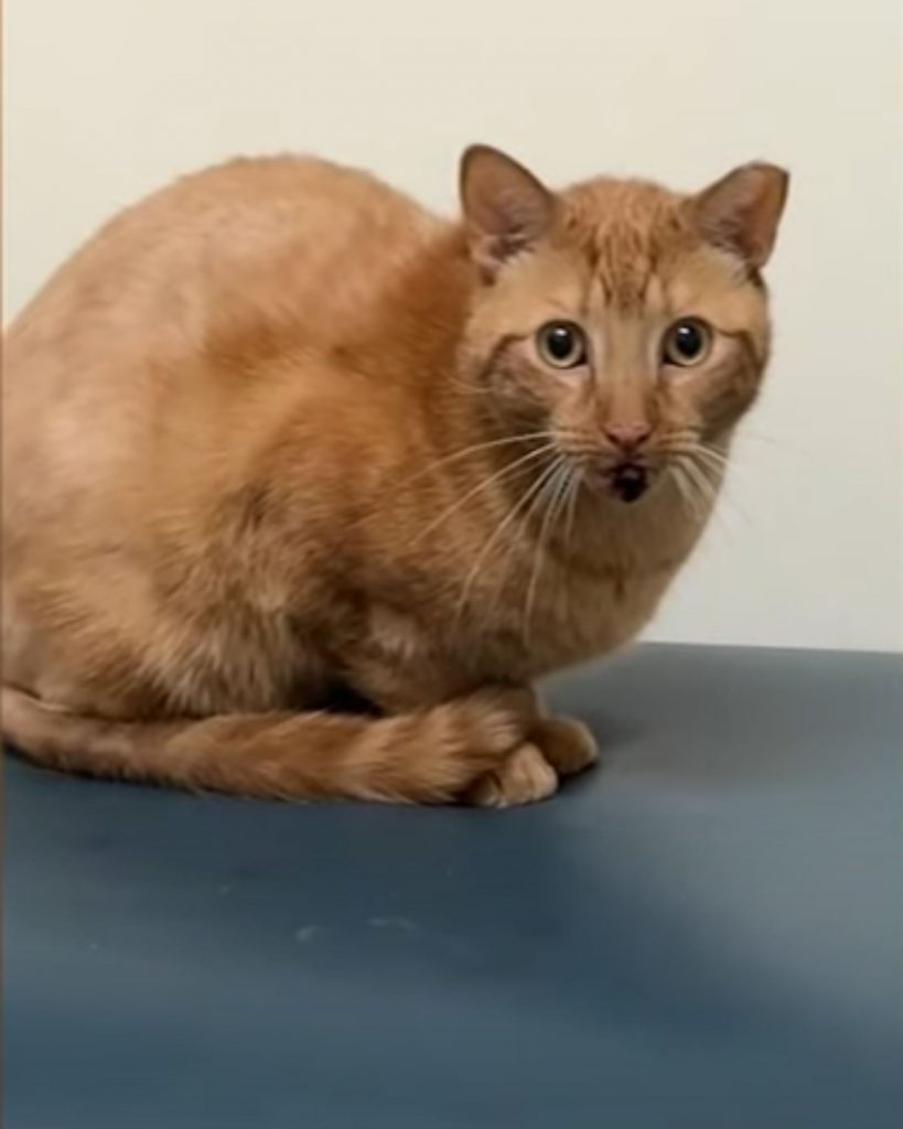 orange cat sitting scared