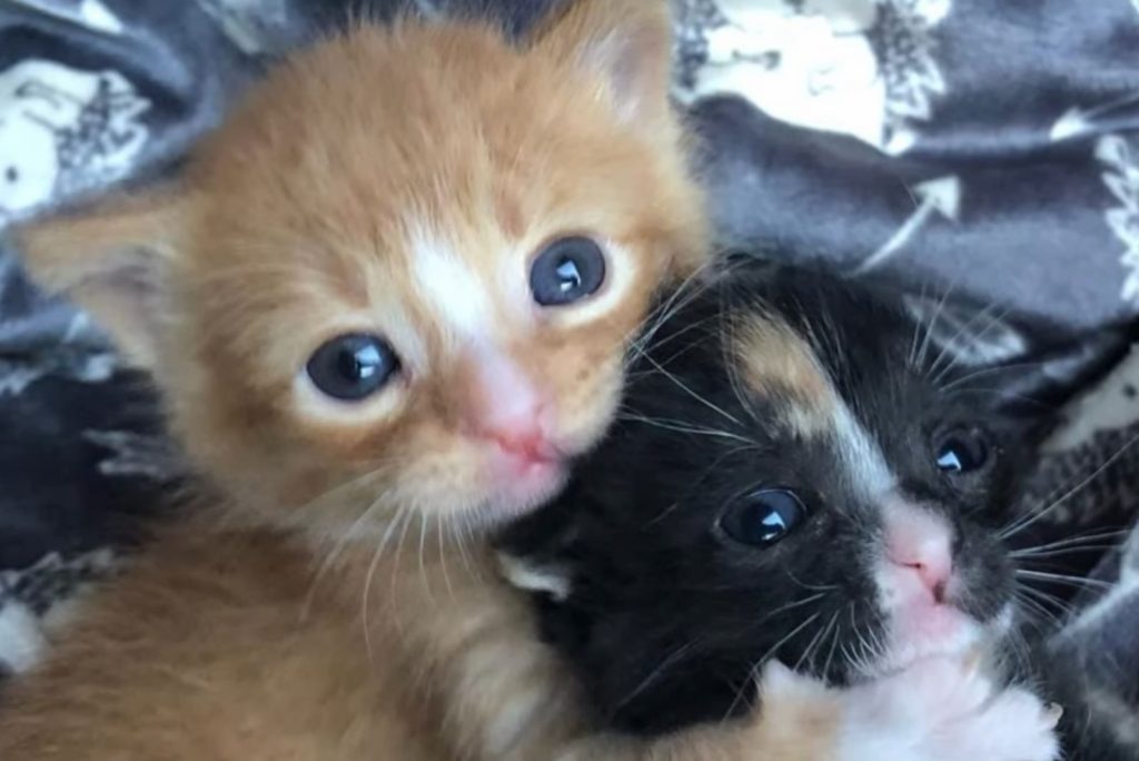 orange kitten hugging black