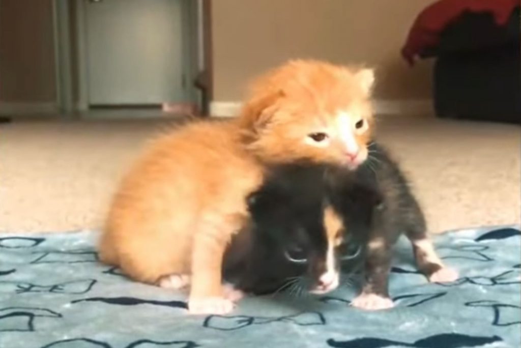 orange kitten rests its head on black