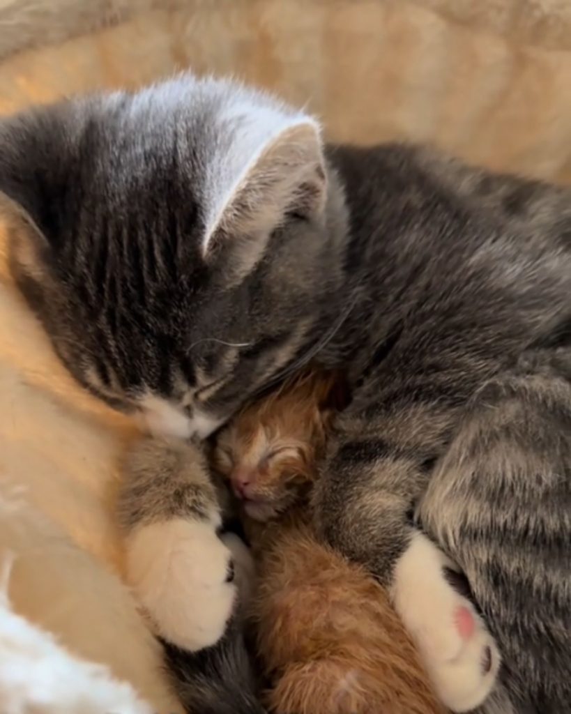 orange kitten sleeping in a cat's arms