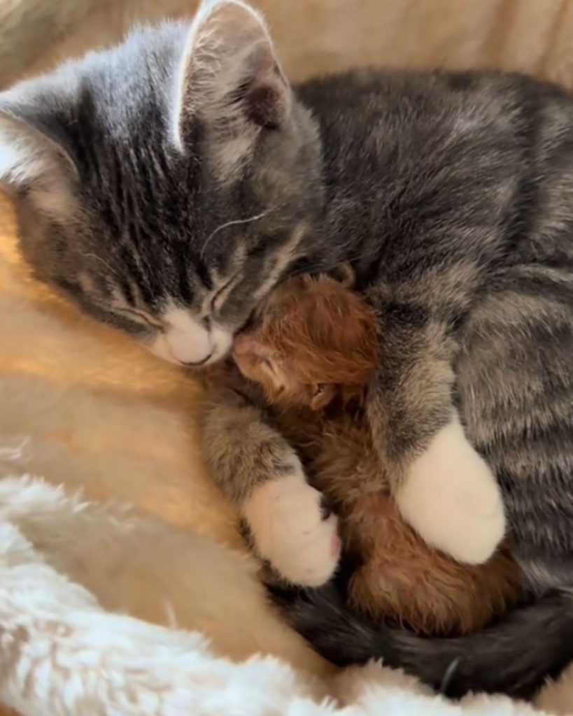 orange kitten with mom cat