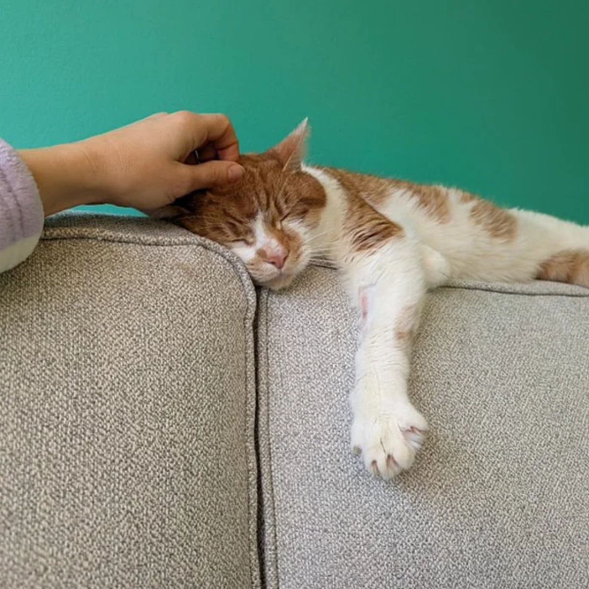 owner petting a cat