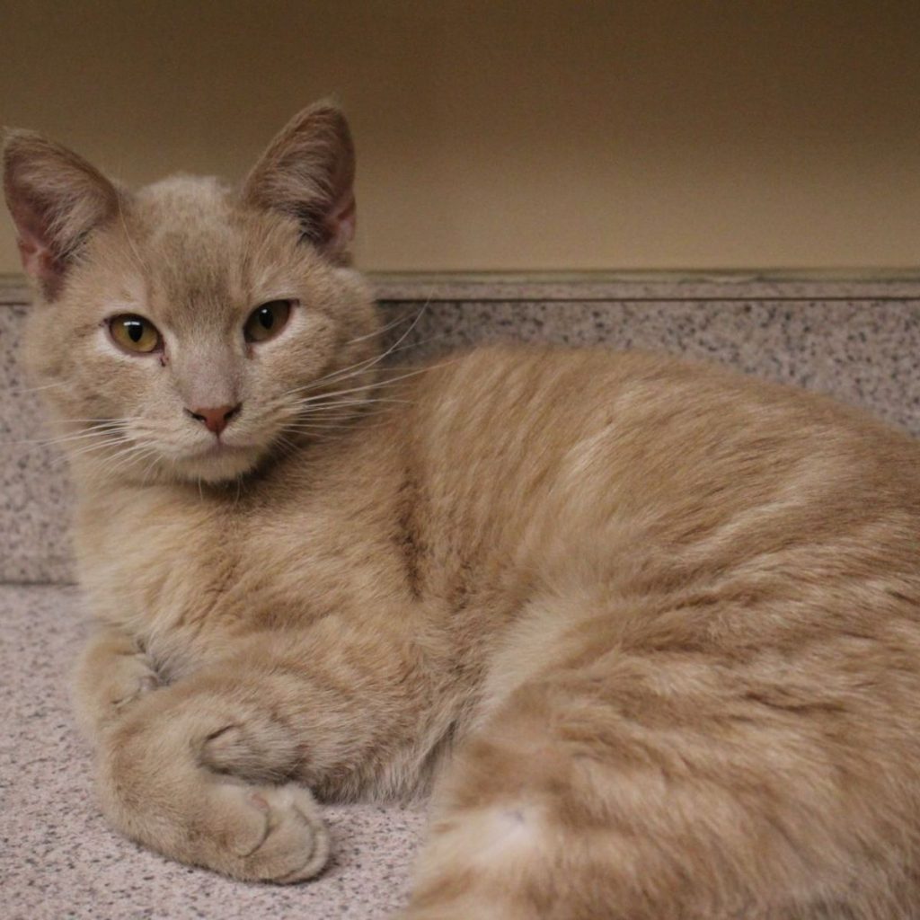 portrait of a beautiful yellow cat