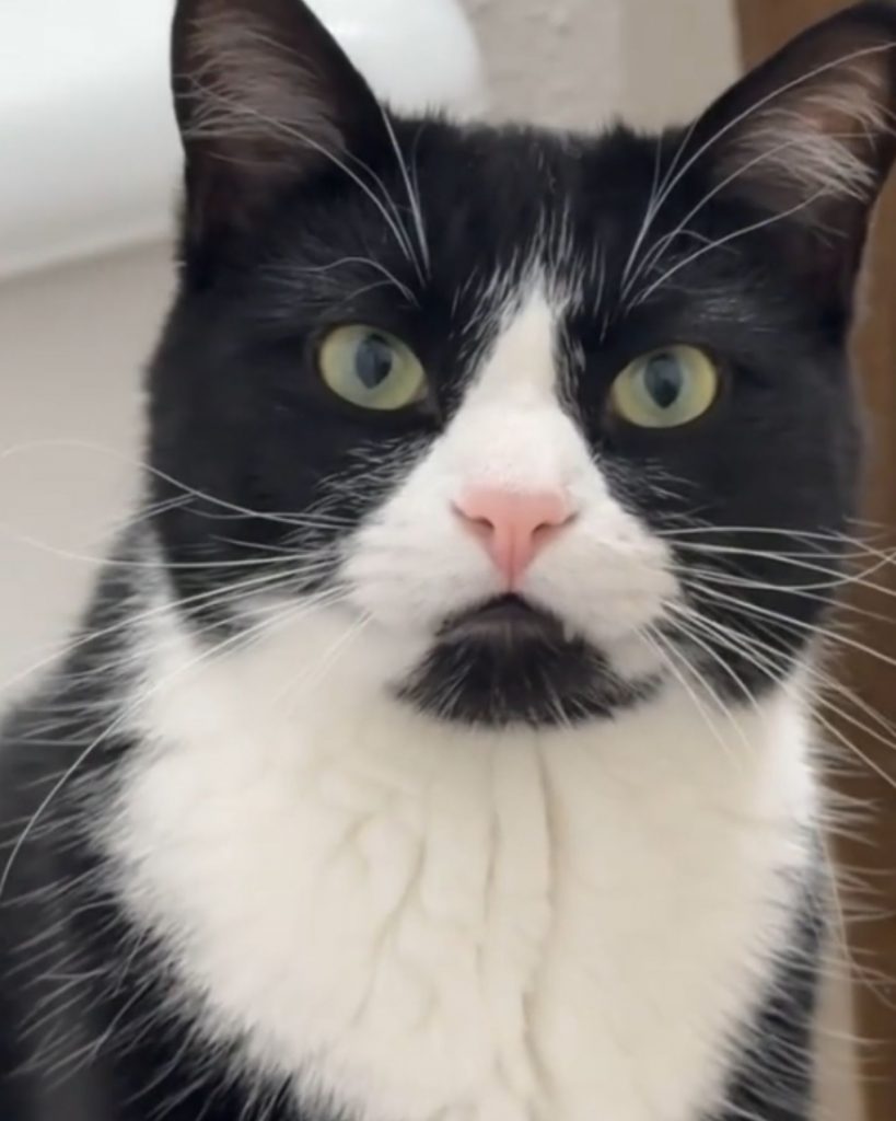 portrait of a black and white cat