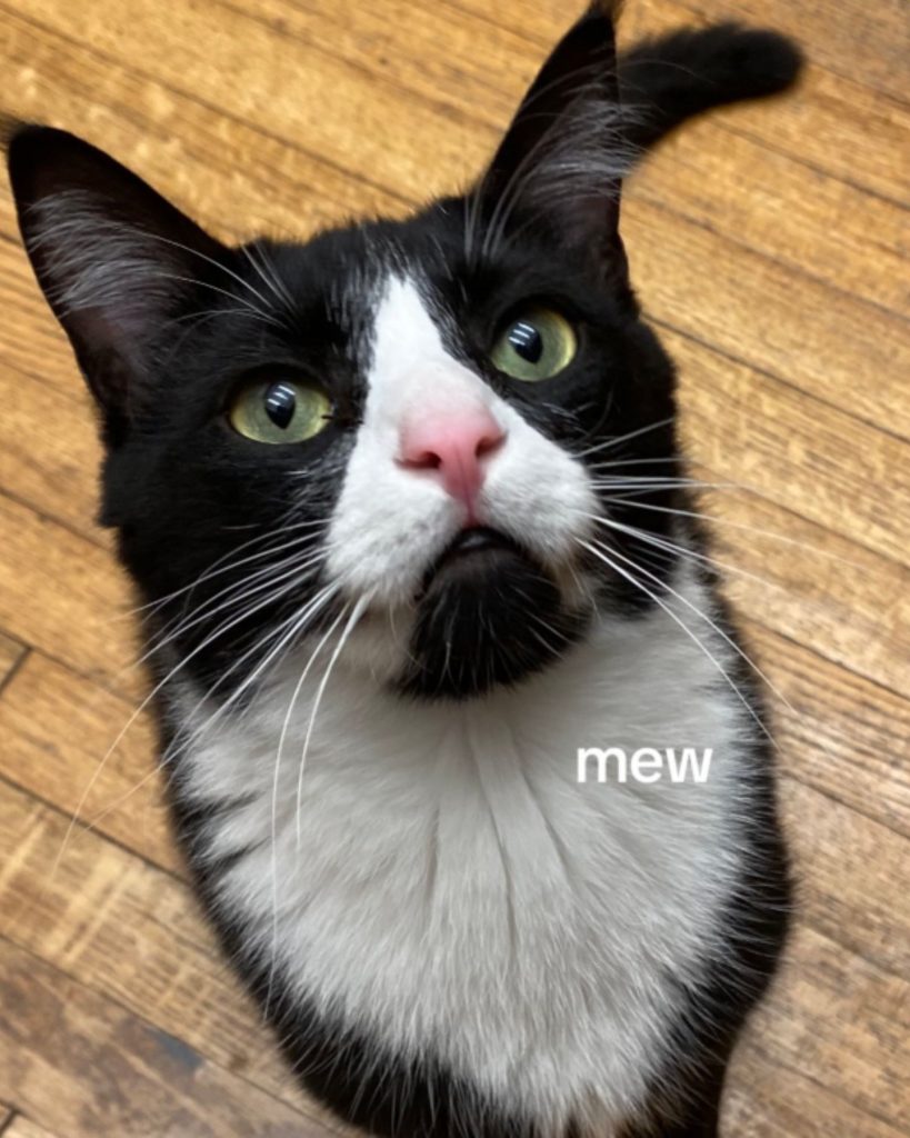 portrait of a black and white cat with green eyes