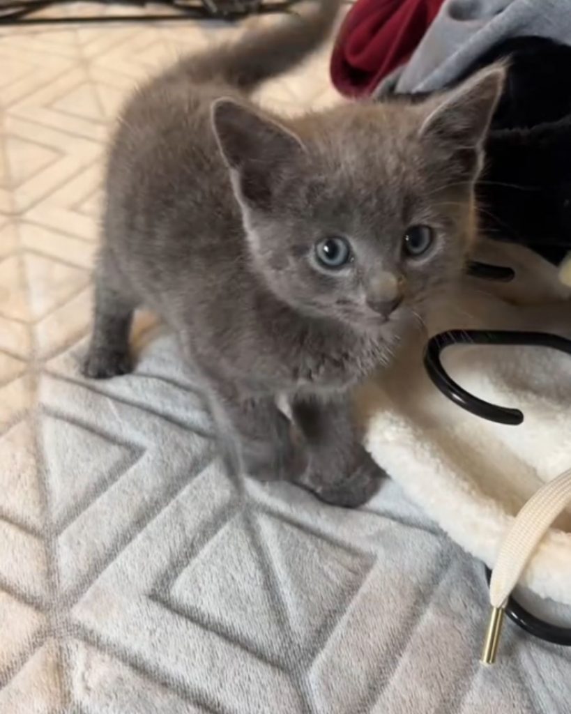 portrait of a cute gray kitten