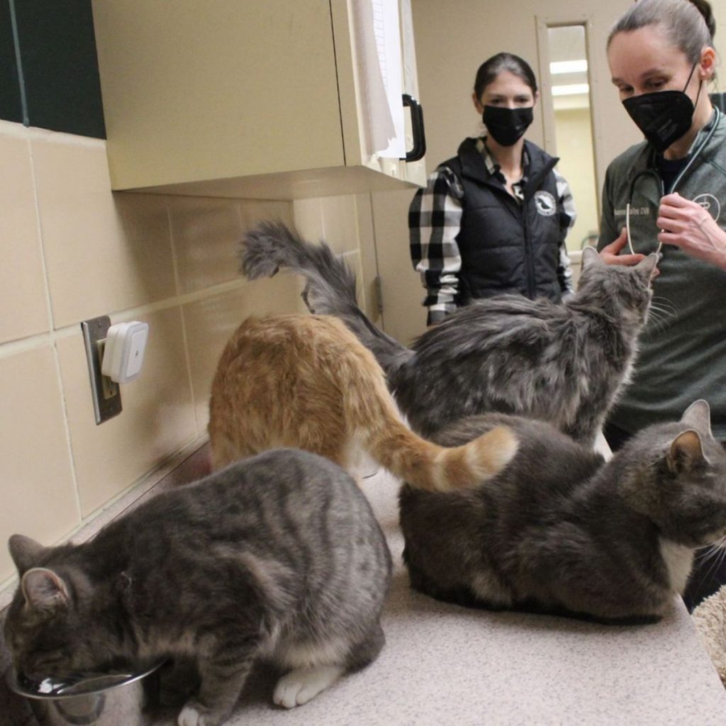 rescued cats being examined