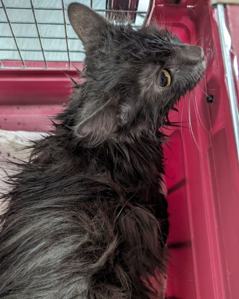 scared cat in a cage