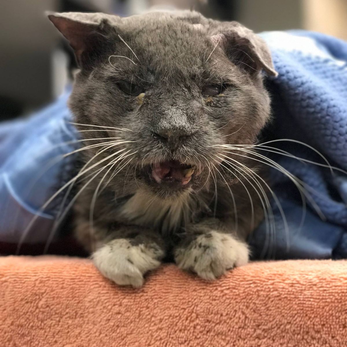 sick gray cat