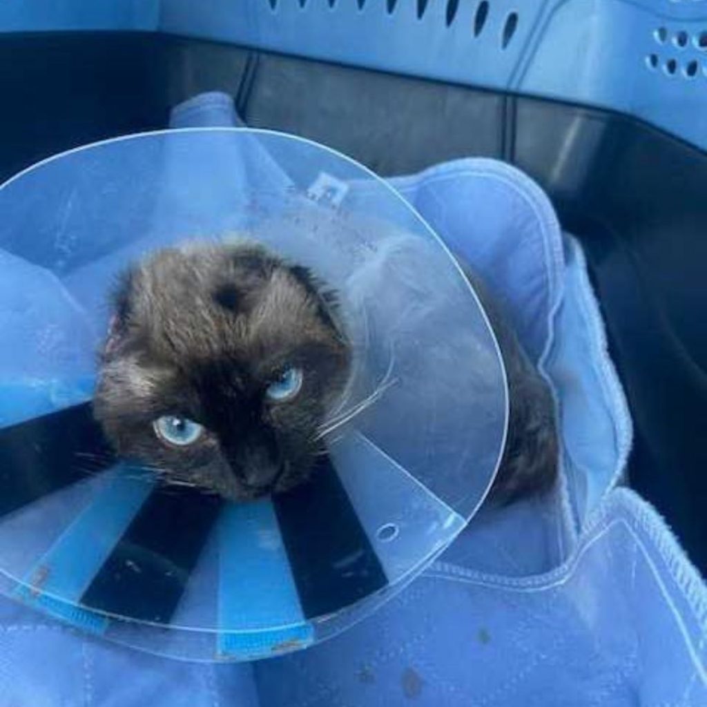 sick kitten with a collar around its neck