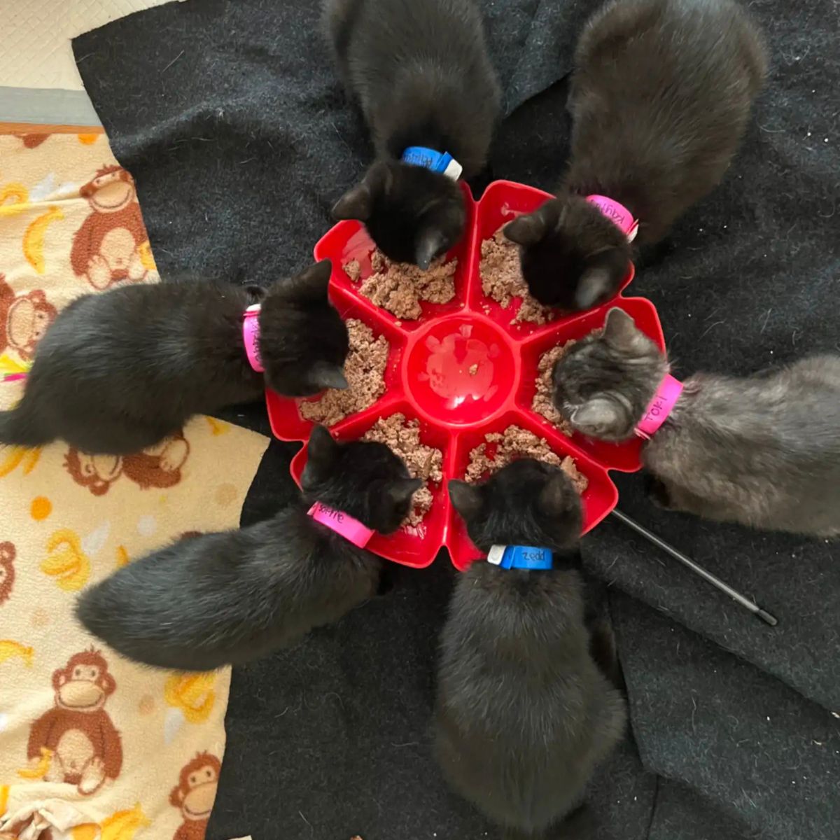 six cats eating together from bowl