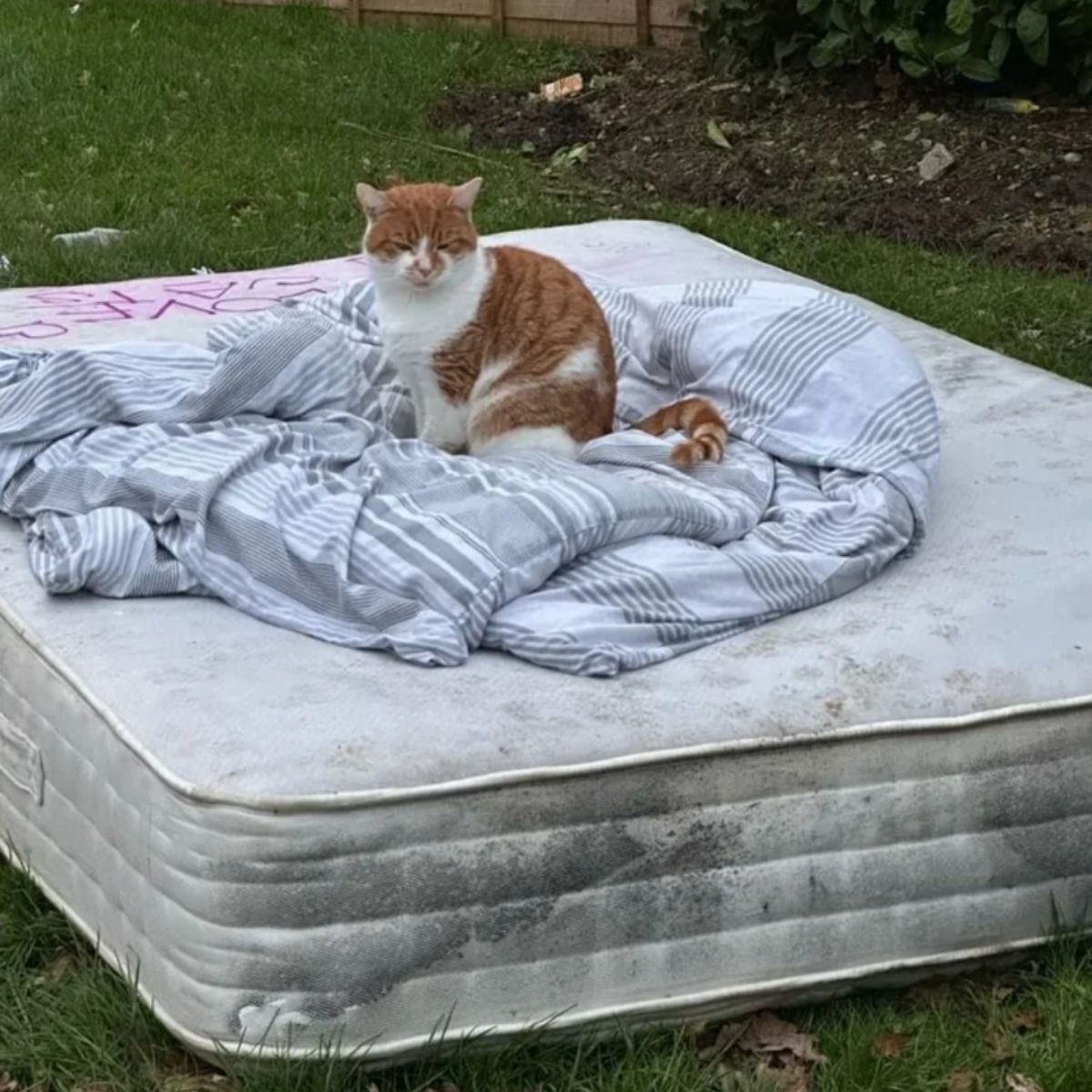 stray cat on a mattress