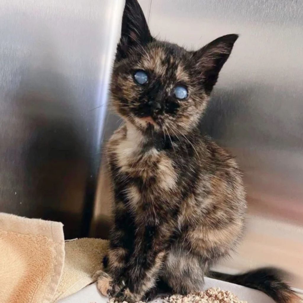 striped blind kitten