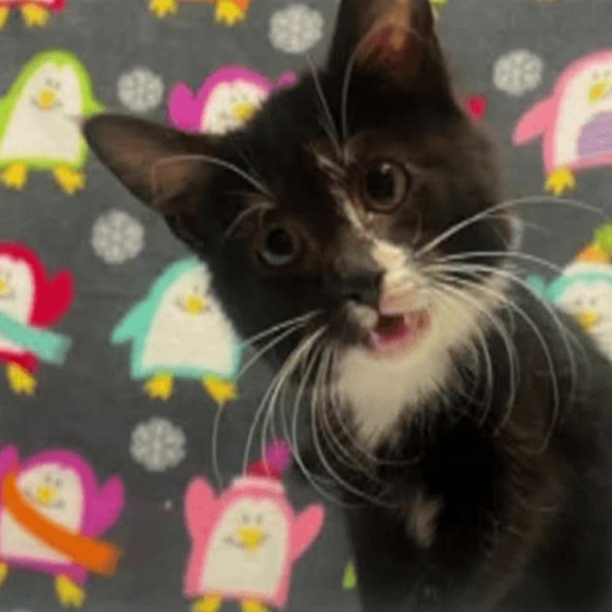 sweet black and white kitten