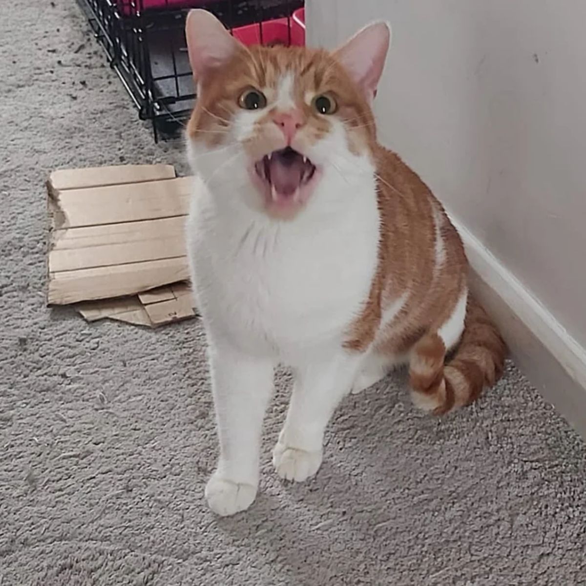 sweet cat sitting in house