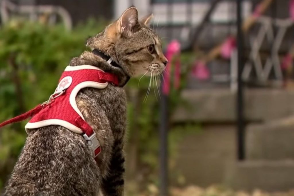 the cat is dressed in a red suit