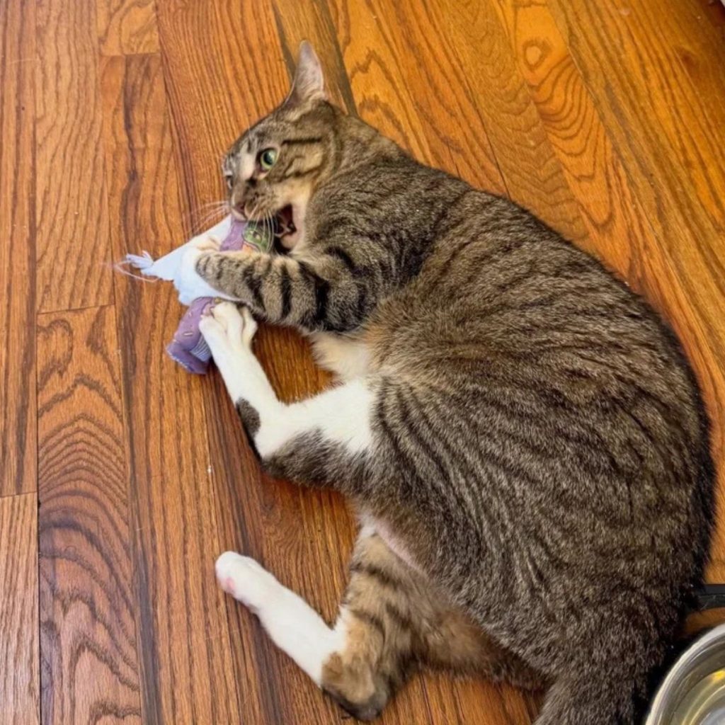 the cat is lying on the laminate and nibbling on the toy