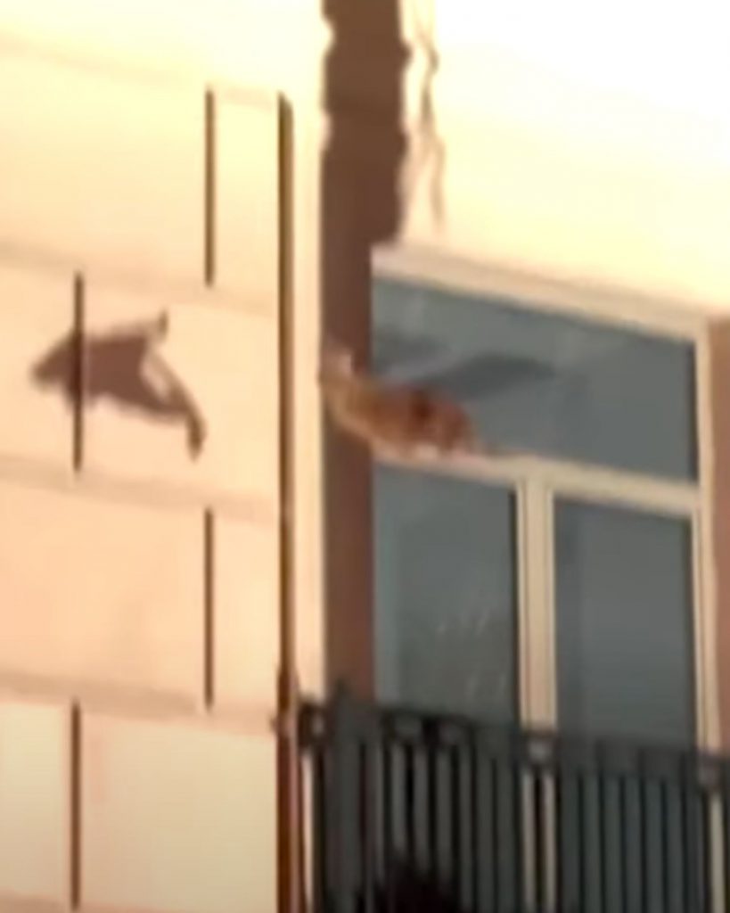 the cat jumps out of the window