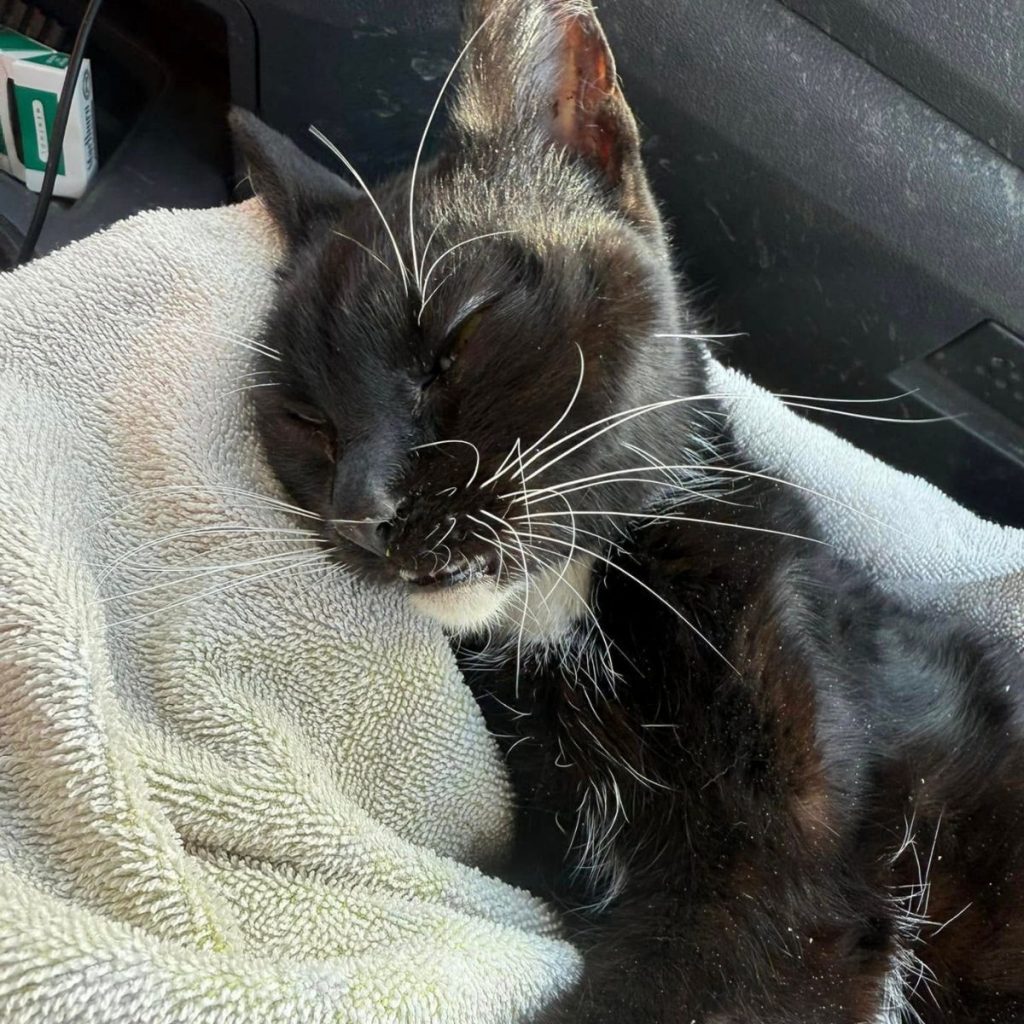 the cat sleeps with its head resting on a towel