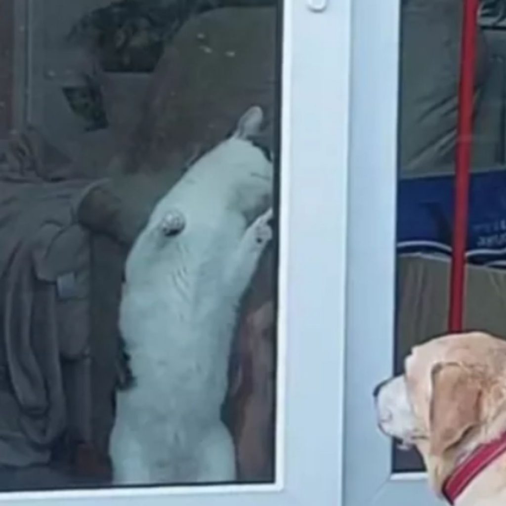 the cat tries to open the balcony door to help the dog