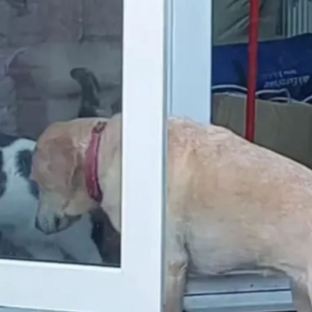 the dog opened the balcony door and approaches the cat