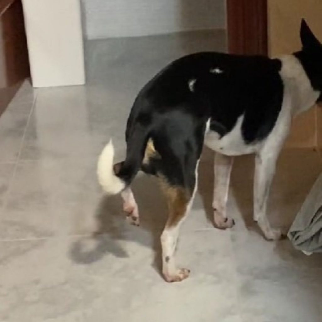 the dog stands on the tiles with its paws raised