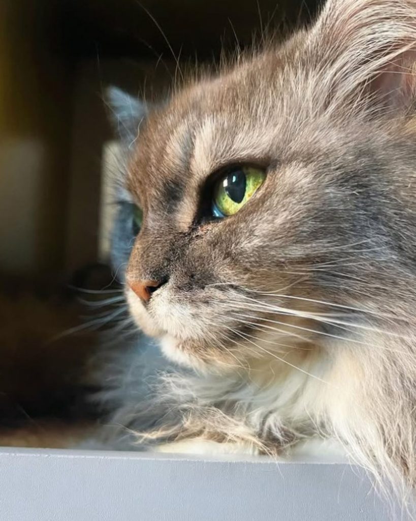 the gaze of a cat with green eyes