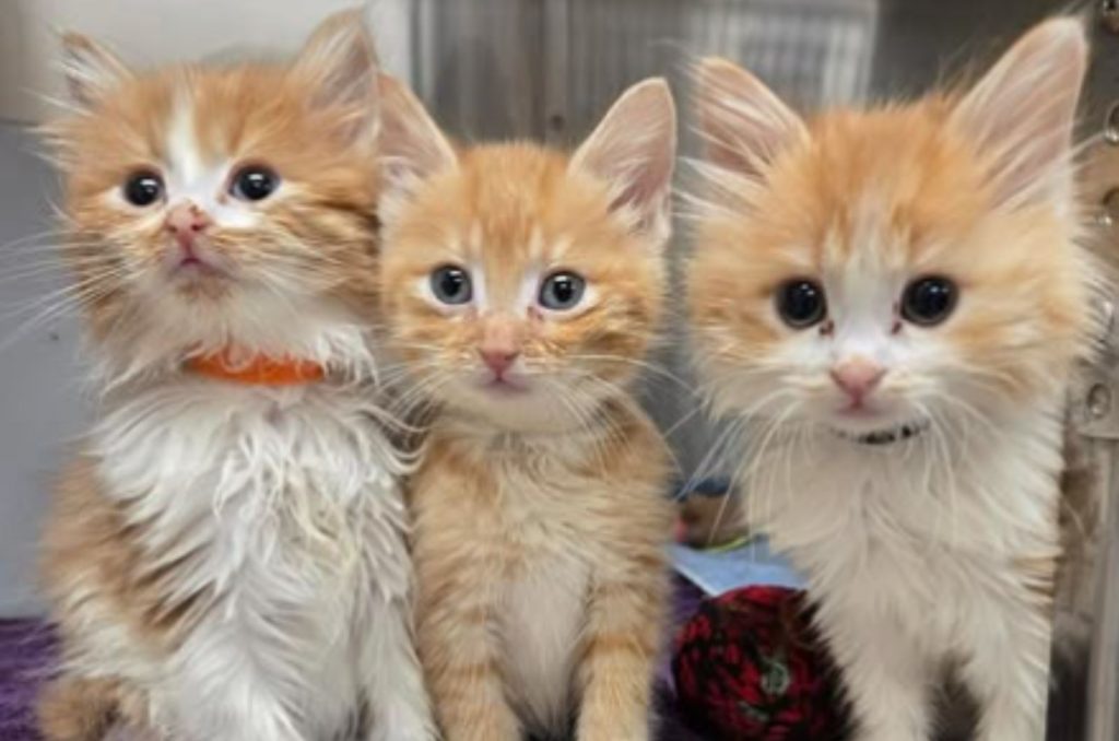 three beautiful kittens