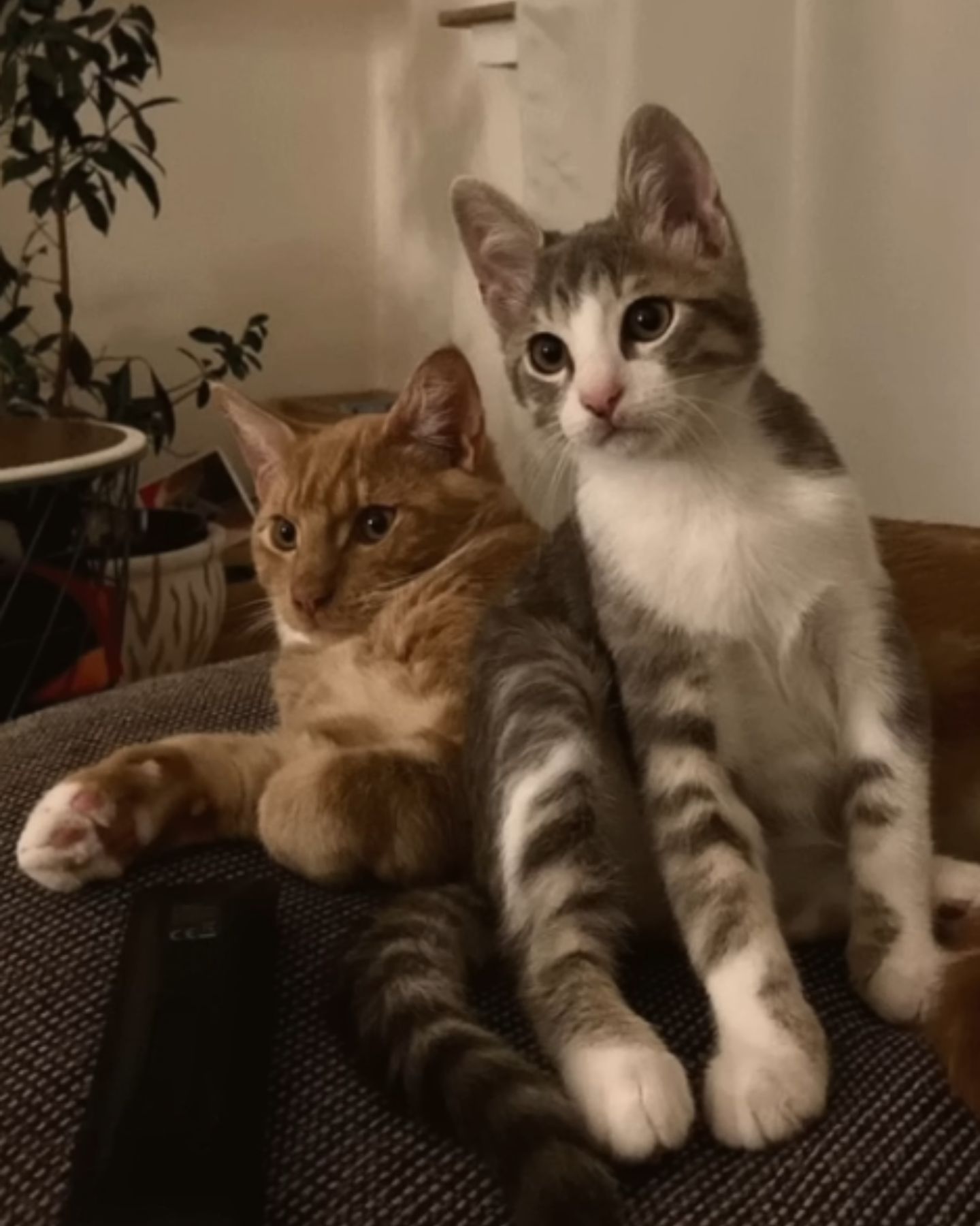 two adorable cats