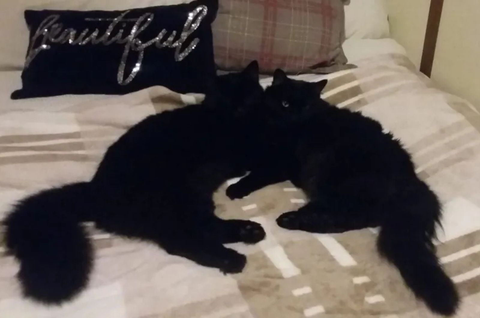 two black cats