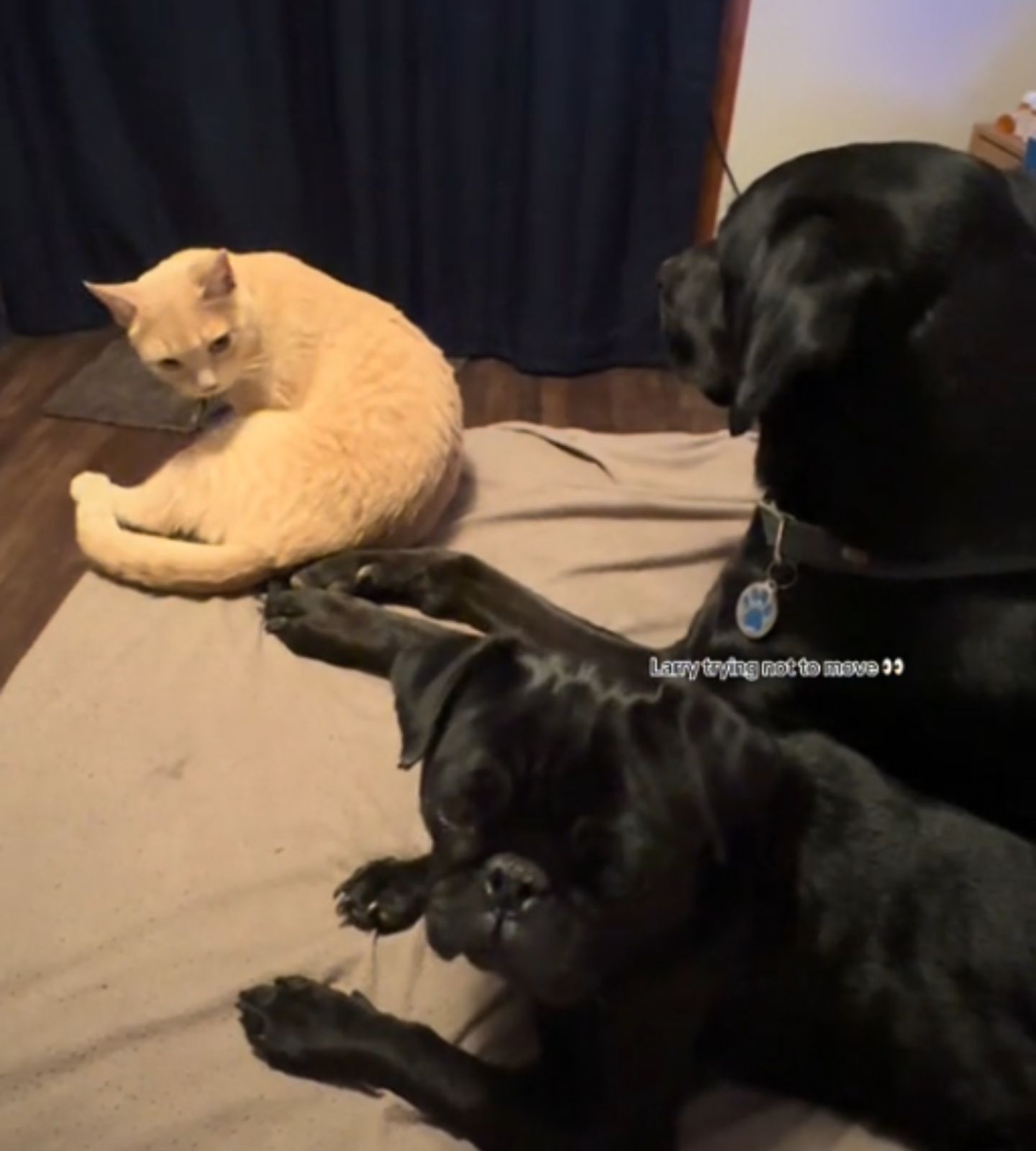 two black dogs and cat